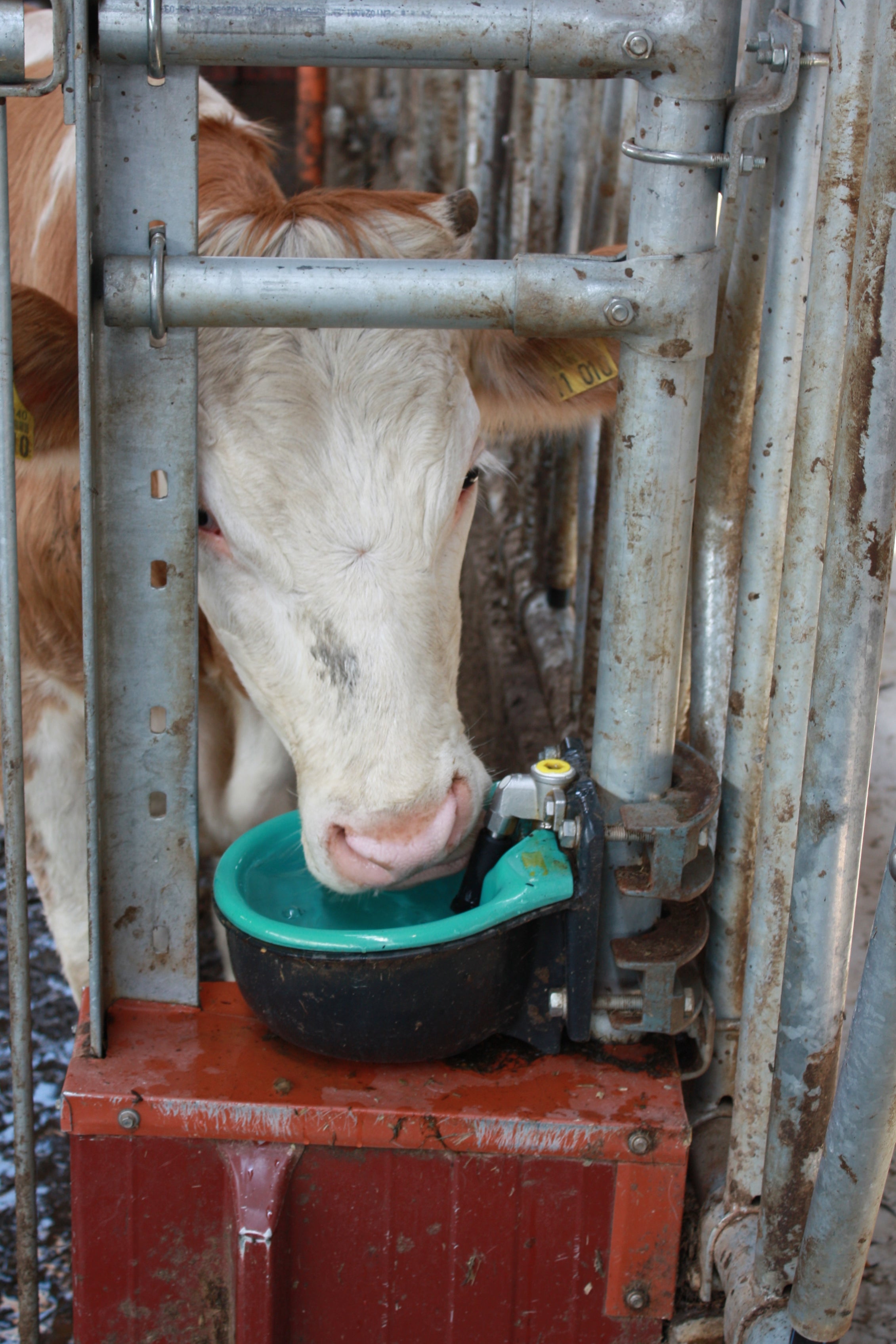 Suevia Mod. 46 Tränkebecken