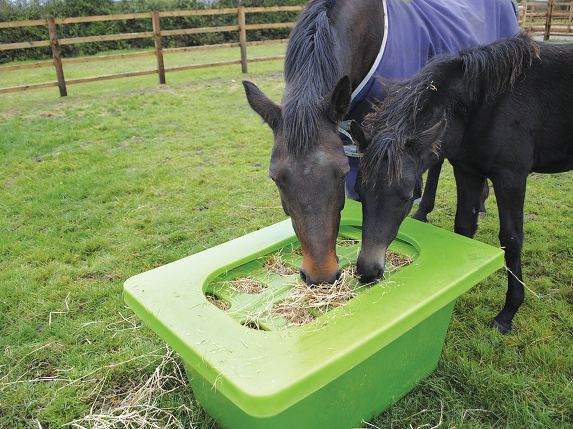 Hay Feeder - Hay Saver