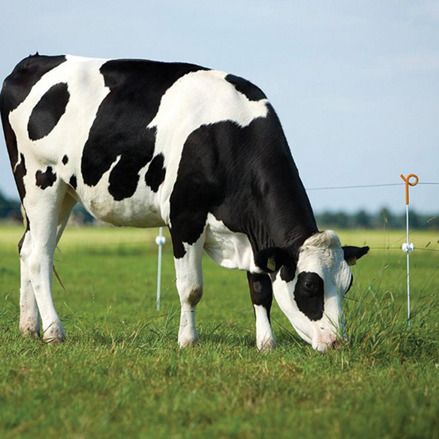 Pigtail-Eisenpfahl Federstahl 100cm