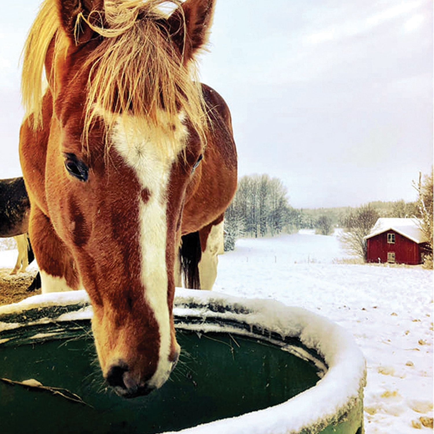 ThermoBar Tränke 250L