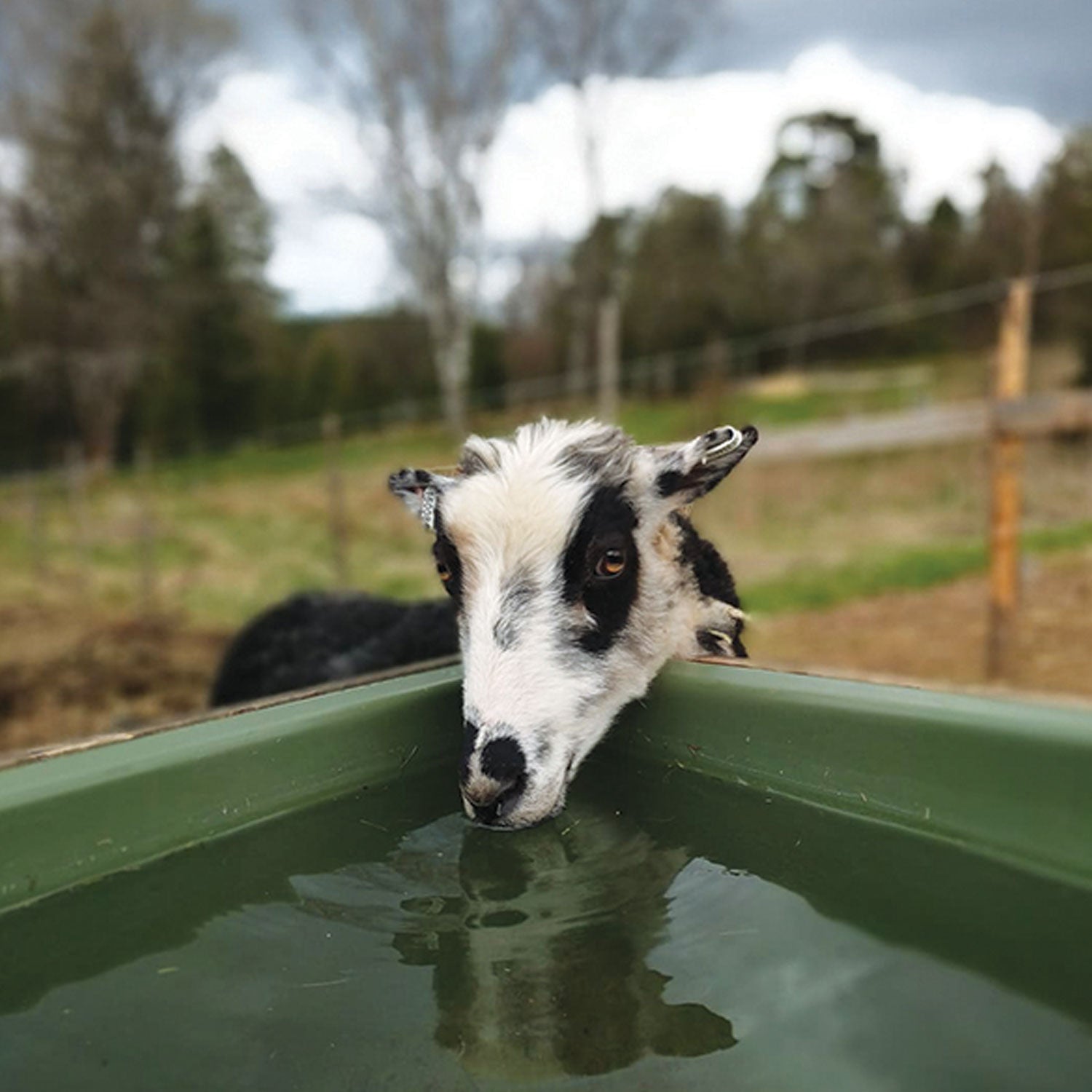 ThermoBar Eco Tränke 65L