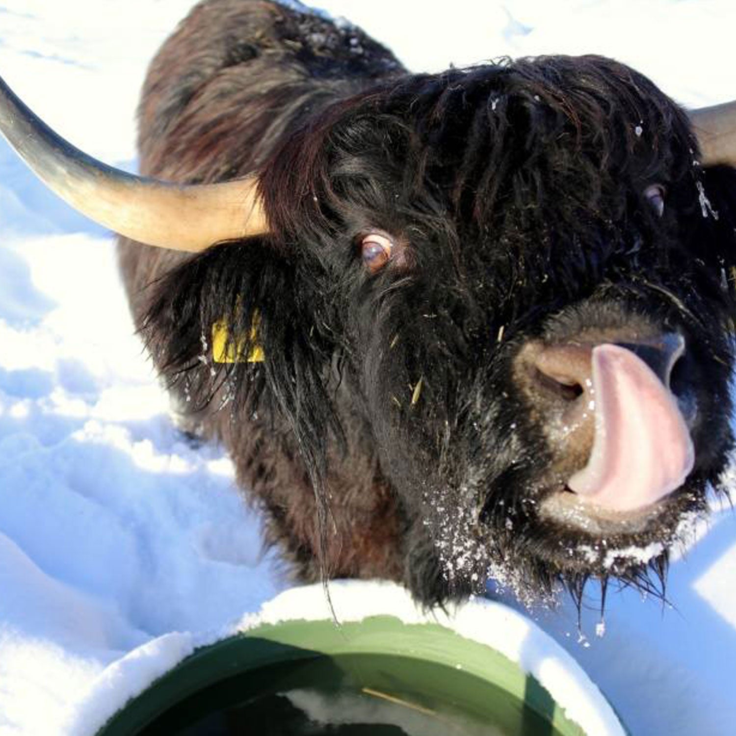 ThermoBar Tränke 80L