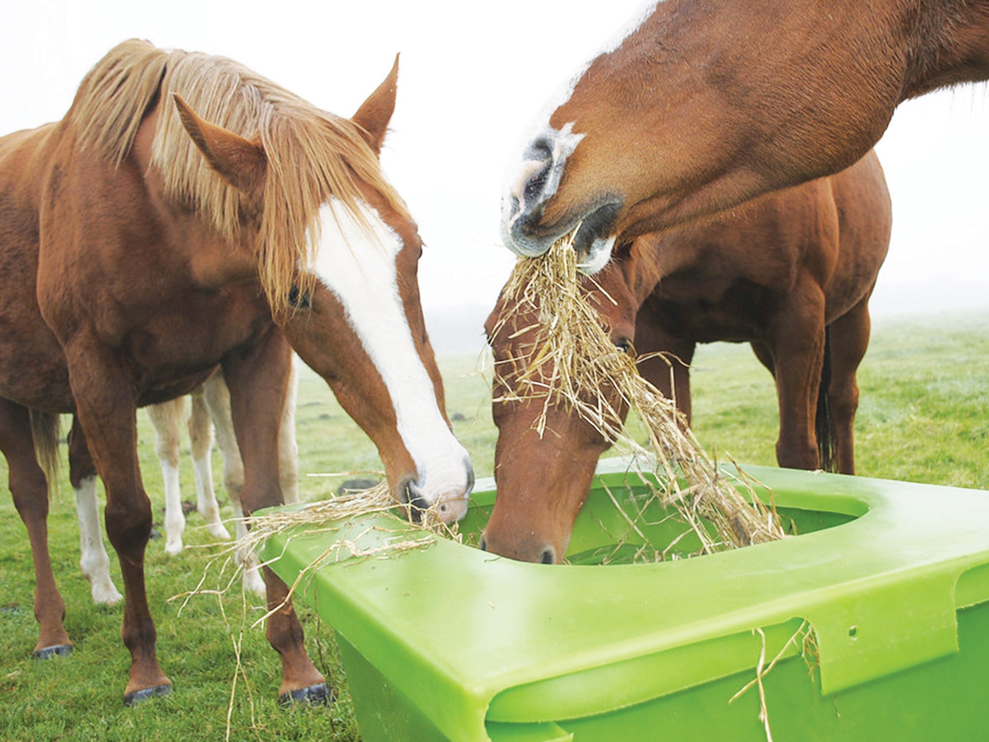 Hay Feeder - Hay Saver