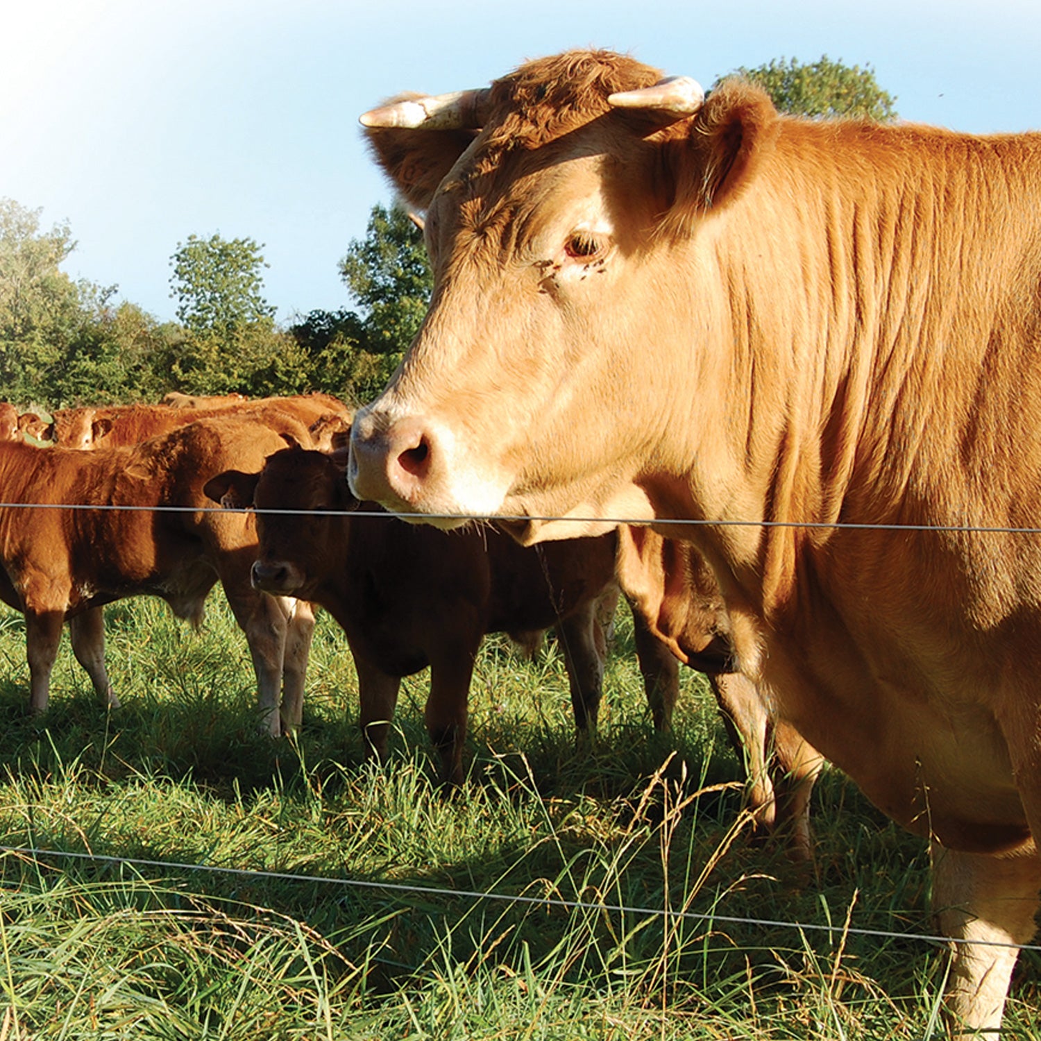 Spezial-Stahldraht 1,6mm Zink-Alu legiert 1.580m